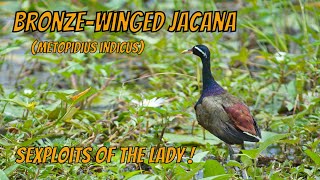 The Sexploits of Bronze-winged Jacana