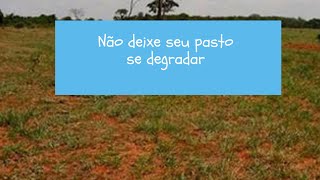 NÃO DEIXE SEU PASTO SE DEGRADAR