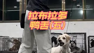 护食、护玩具二合一？ @亨特训犬 火火 养狗经验分享 亨特训犬