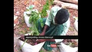 Onion ripen in alappuzha നൂറുമേനി വിളവുമായി ശുഭകേശന്‍