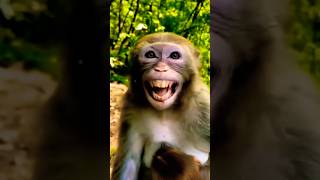 very nice video || bandar ki acting || funny monkey || #ldcrazy #funny #shorts #comedy #viral