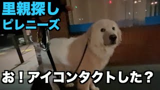 里親探しピレニーズ・アイコンタクトできた？【101 102日目】