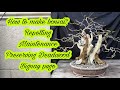 How to make bonsai, maintenance, repotting, limesulfur - bonsai tree care