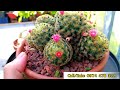 tên gọi các dòng xương rồng Độc lạ Đáng Để sưu tầm xuongrong vuonxuongrong cactus