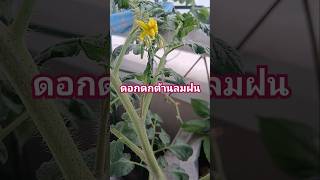 ลมมาฝนตกที่ไหนบ้างคะ #ปลูกผักพื้นที่น้อย #ปลูกผักกินเอง #ปลูกผักติดบ้าน #gardening