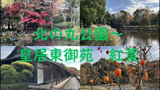 北の丸公園～皇居東御苑　紅葉 2022年12月2日 #autumn leaves