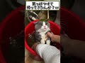 ネッコの動画で癒されたら寝ろｗｗｗ　 2ch 2ch動物スレ 2ch面白いスレ 動物 犬 猫 癒やし ねこ