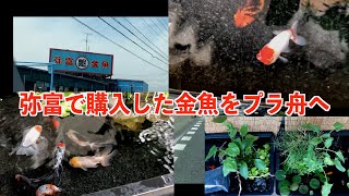 【金魚】弥富の丸照養魚場さんで購入した金魚をプラ舟へ。３つのプラ舟を紹介。