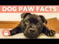 7 FACTS About DOG PAWS 🐶🐾 Dog Paw Anatomy