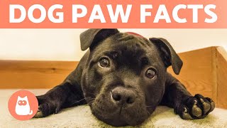 7 FACTS About DOG PAWS 🐶🐾 Dog Paw Anatomy