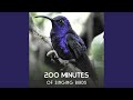Background Birds with River Floating