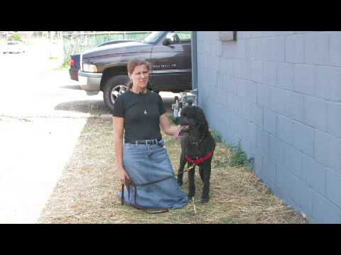How to Keep Dogs & Cats Out of Flower Beds How to Keep Dogs & Cats Out of Flower Beds
