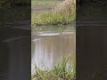 晩秋の公園に来ていたミコアイサ🐼🦆 ミコアイサ パンダガモ 冬鳥 北海道の野鳥 野鳥 sapporo 札幌市