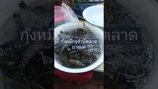 กุ้งหมึกจร้าที่ตลาดบางแคเช้าจดเย็นได้ที่นี่มุกกี้