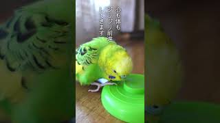 楽しく遊んでた所に水を差されてからの負の表情がたまらなくかわいいセキセイインコたまきち