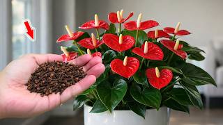 Just Sprinkle Once! Any Anthurium Will Bud And Bloom Overnight!