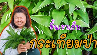 เก็บกระเทียมป่า​  เก็บผักป่า  wildgarlic ครั้งแรกของปี |IAMPRAEW​