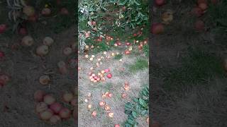 Collecting Apples For Cider