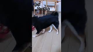 ファイヤーダンスご覧あれ〜！！#柴犬 #犬 #dog #shorts