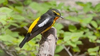 きょうの小鳥 山にいた鳥 フクロウもいた 2018/05/01