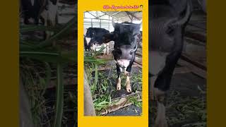 పశువుల లో Bovine epimeral fever #dairyfarming #youtubeshorts #viralvideo #veterinarymedicine