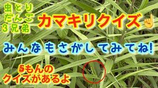 【恒例の!?カマキリクイズ!!】虫とりでたくさんのカマキリ見つけたよ!全部で5問のクイズに参加してみてね!!#カマキリ #虫とり #昆虫採集