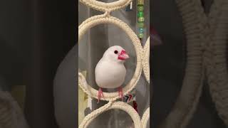 IKEA文鳥　java sparrow  #shorts