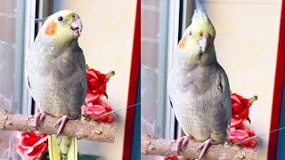 你能不能管管你老公！#pets #birds #funny #parrot