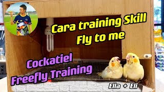 Part 2 - Cara Training Cockatiel Fly to me | Malaysia Parrot freefly - Training Cockatiel freefly