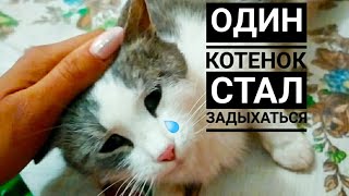 Как проходили РОДЫ ПОДОБРАННОЙ кошки 😱. Подобрала бездомную кошку.