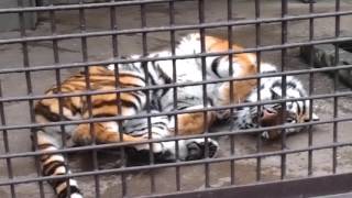 2016.3.5 宇都宮動物園☆トラのチグ【Tiger】