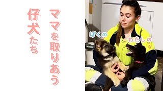 ママの取り合いをする仔犬たち🐶💖｜PECO