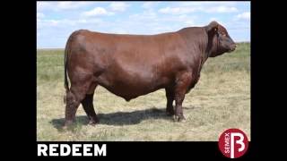 REDEEM - ANGUS COLORADO - SEMEX ARGENTINA