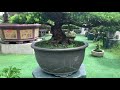 tùng Đài loan siêu khủng có một không hai tại bonsai sài gòn