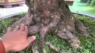 Tùng Đài Loan siêu khủng có một không hai tại Bonsai Sài gòn