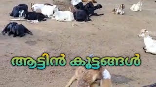 GOAT LIFE //എന്റെ ആട്ടിൻ കൂട്ടങ്ങളെ നിങ്ങൾ കണ്ടോ