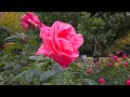 tokyo walking tour roses japanese garden and autumn foliage♪ nov. 2023