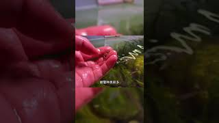 大部分的淡水蟹都不適合深水飼養，想要魚蝦貝蟹混養形成小生態，得花點心思好好設計一下了？？#辣椒蟹