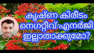 krishna kireedam flower/കൃഷ്ണ കിരീടം പൂവ് /Red pagoda flower