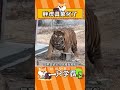 老虎還有矮腳的呢 老虎 萊州馬家莊動物園 可愛 神奇動物在抖音