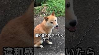 違和感に気づいたらすごい！😳 犬を飼ってない人でもわかるかも😁 #shorts #柴犬 #クイズ #謎解き #違和感 #おもしろ #かわいい #shibainu 日常 癒し しばいぬ