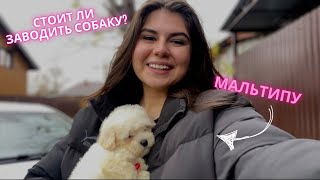 VLOG: забираю домой песика 🐶 МАЛЬТИПУ