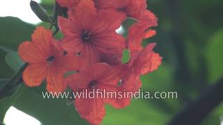 Cordia flower or Cordia sebestena