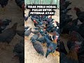 tidak perlu modal pakan untuk peternakan ayam ayam ayamkampung ayamnegeri