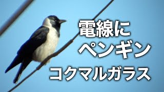 野鳥撮影・ 電線にペンギン？・コクマルガラス/ Daurian jackdaw /Corvus dauuricus