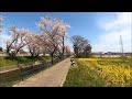 大口町「菜の花畑」。桜と菜の花のコラボレーションが綺麗でした。