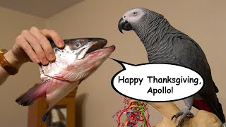 Thanksgiving Fish Head | Live w/ Apollo the Talking Parrot