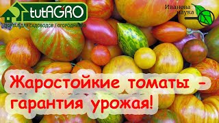 ТОМАТЫ ЗАВЯЖУТ В 100 РАЗ БОЛЬШЕ ПЛОДОВ! Жаростойкие томаты - гарантия урожая!