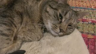 Consumer Reports: Alternatives to pet insurance