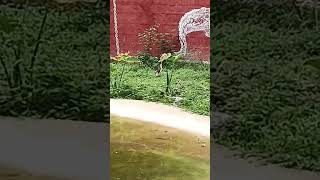 Crocodiles at the kakatiya Zoological park,Hanumakonda, Telangana